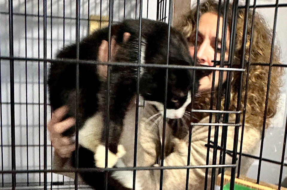250402-cvr-cats-rescue-cropped