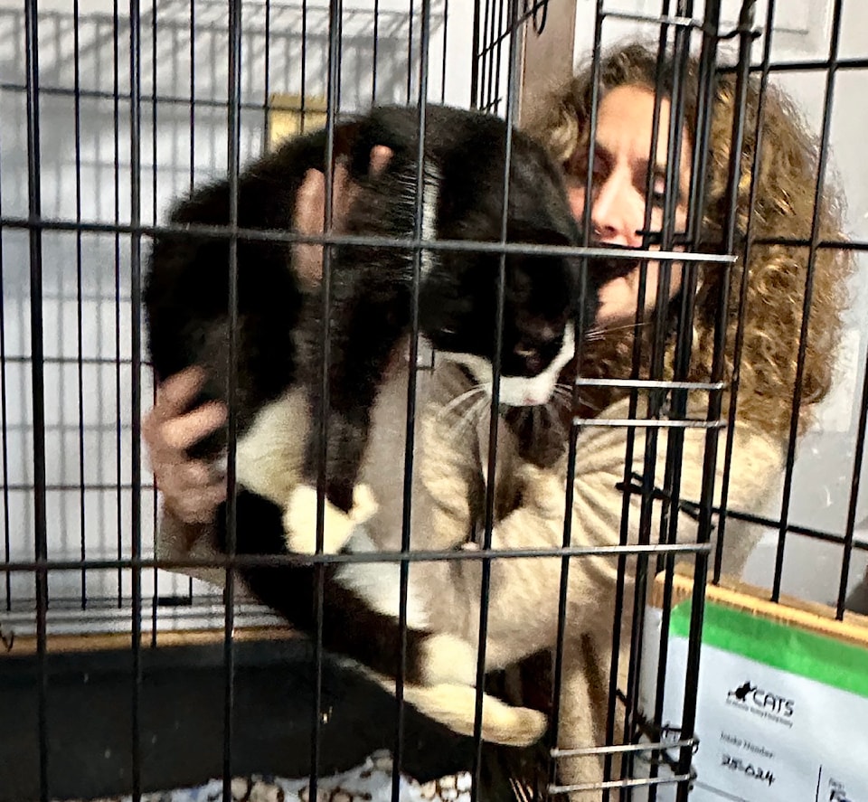 250402-cvr-cats-rescue