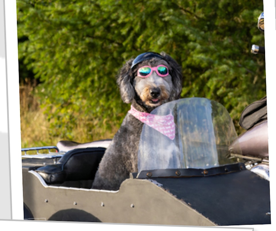 250409-cvr-calendar-dog-contest