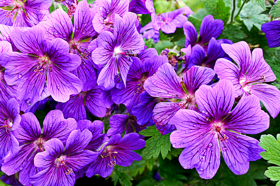 geranium-x-magnificum