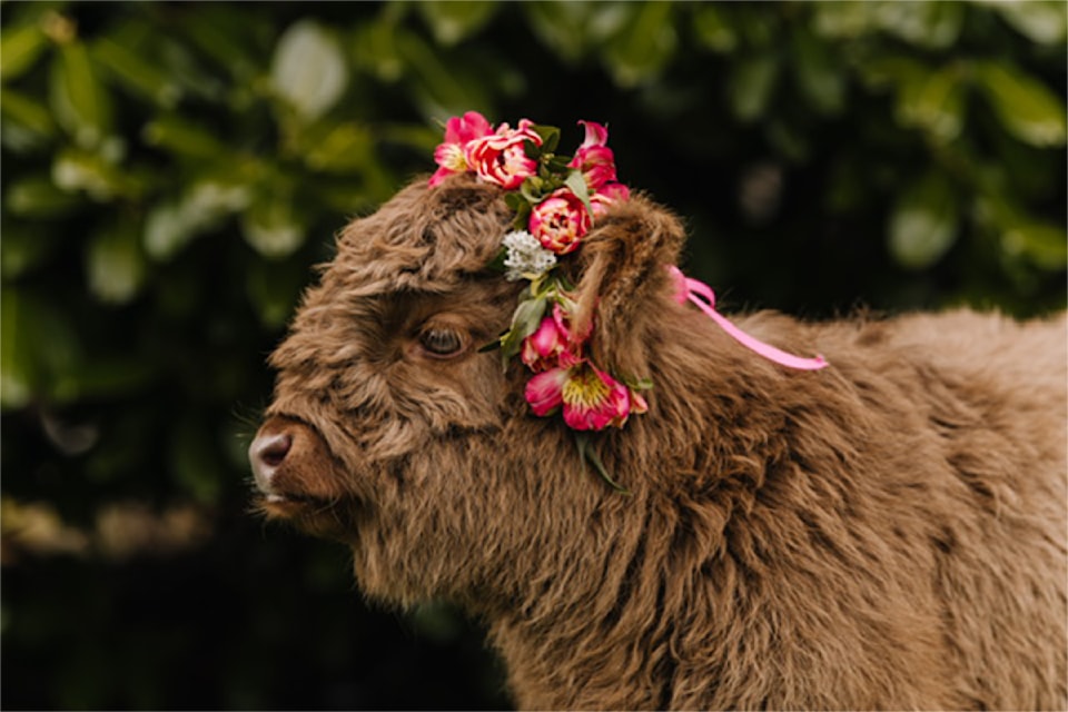 mini-highland-calf