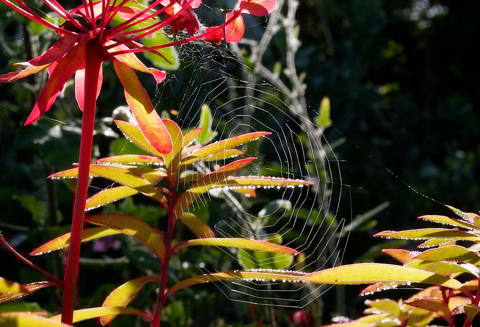 spider-web-tangled-in-euphorbia-fireglow