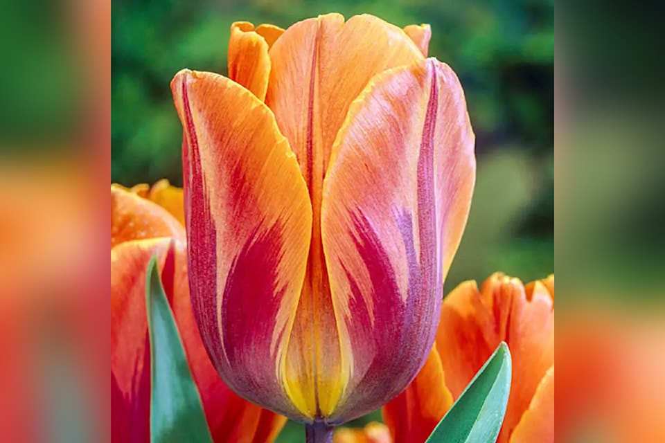 tulips