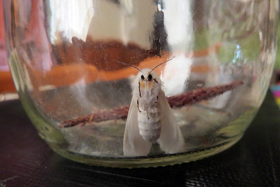 A fall webworm moth.