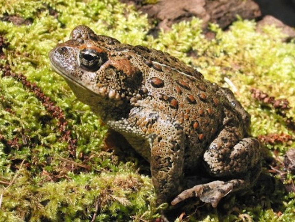 250806-cvr-western-toad