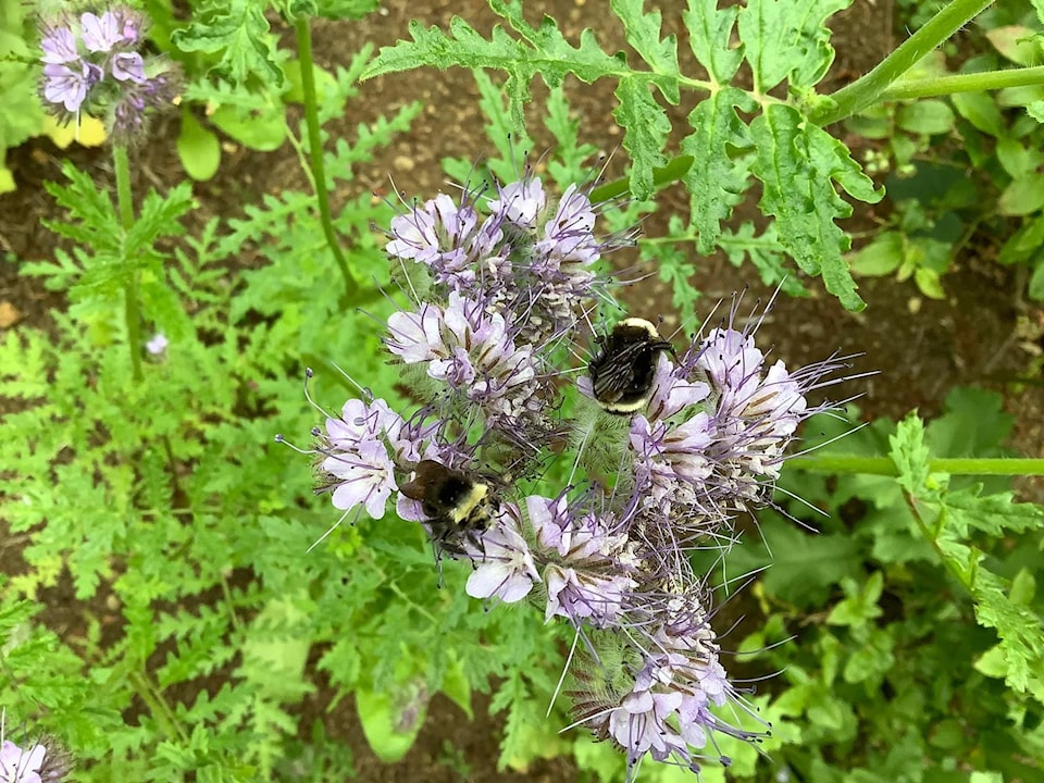 yellow-faced-bumblebees