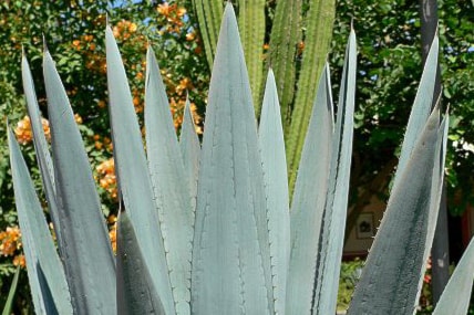 agave