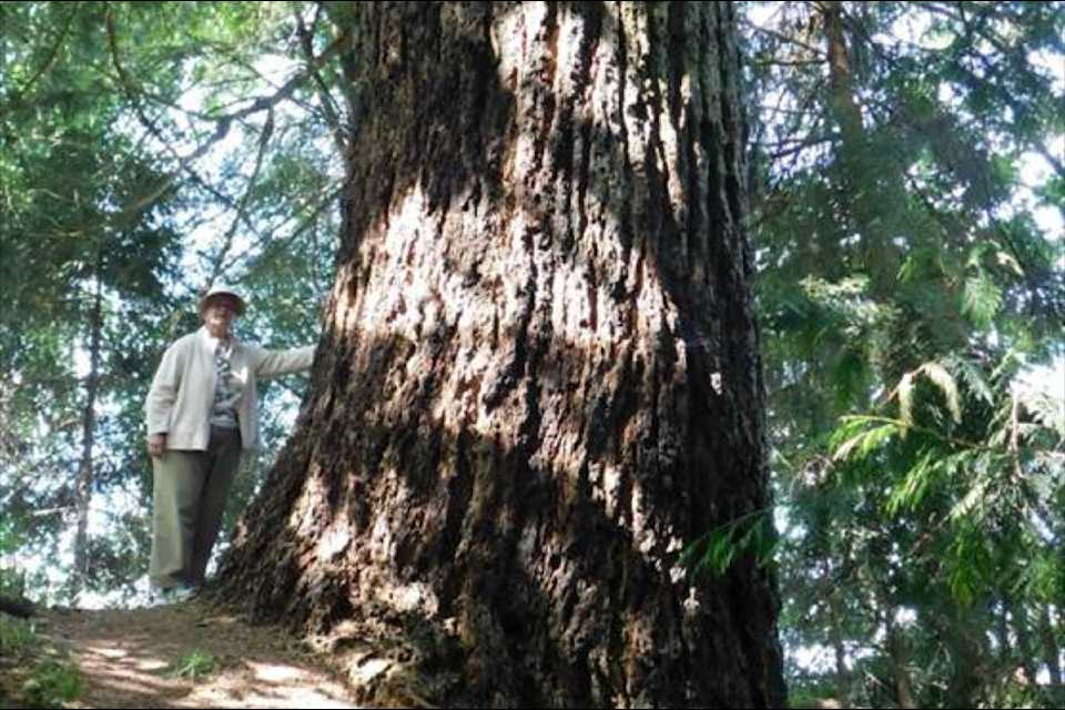 Cathy Storey visits the first Tree of the Year