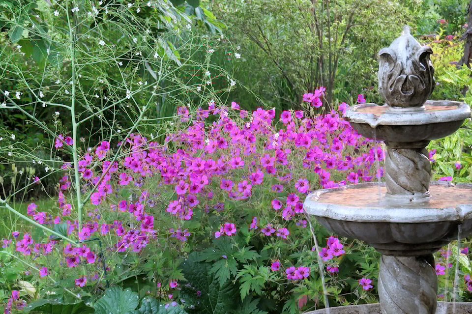 250709-cvr-geranium-psilostemon