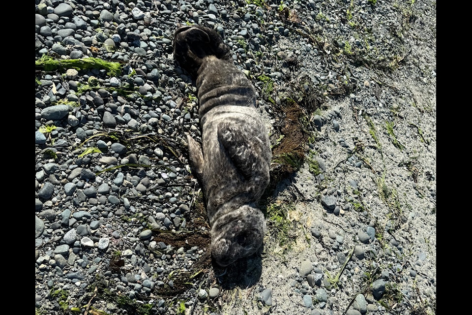 Mashed Potato the seal pup lays across the shoreline waiting to be rescued.