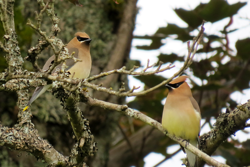 cedar-waxwings