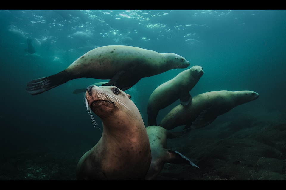 Sea lions of Hornby Island