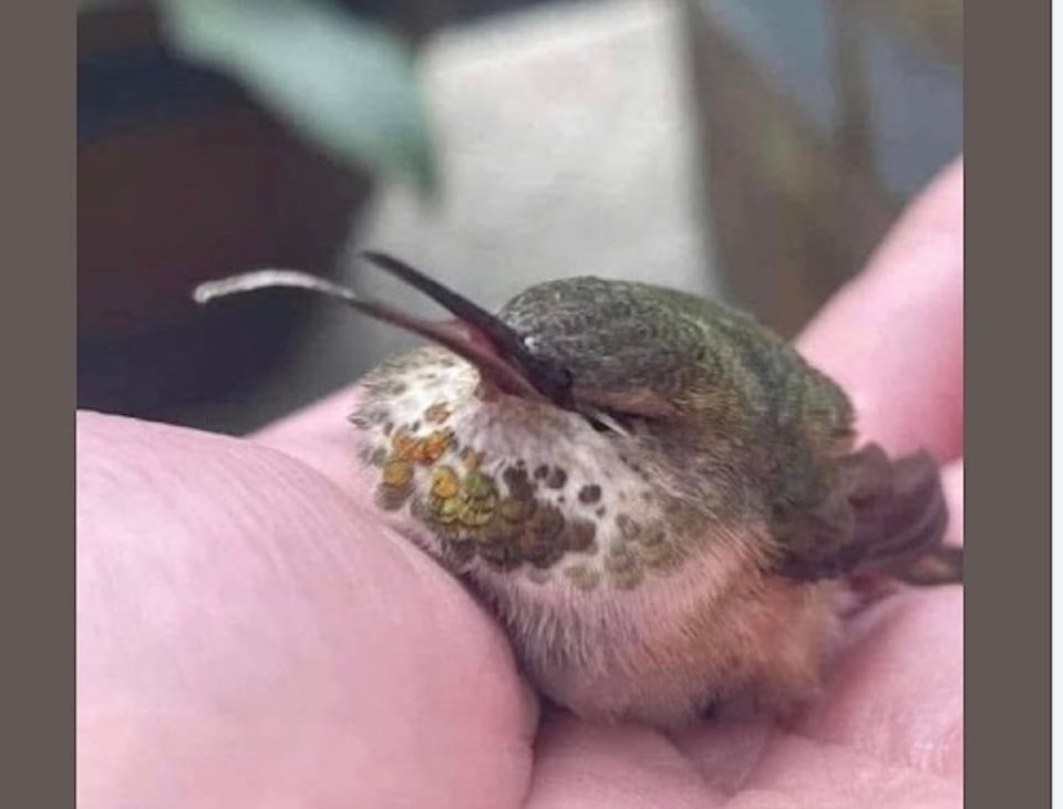 250604-cvr-hummingbird