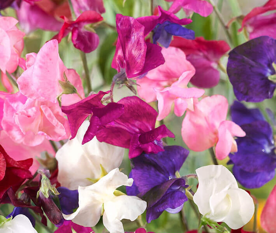 250604-cvr-royal-family-mixed-sweet-peas