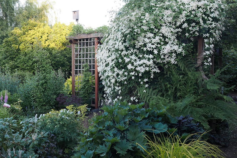 250625-cvr-clematis-montana-odorata