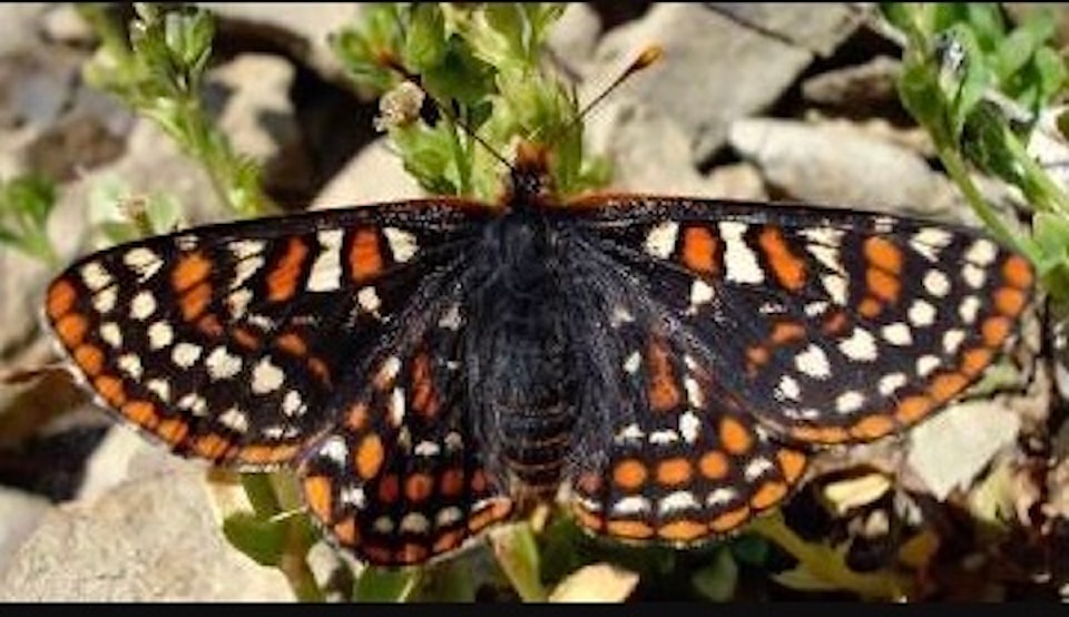 250507-cvr-checkerspot-butterfly