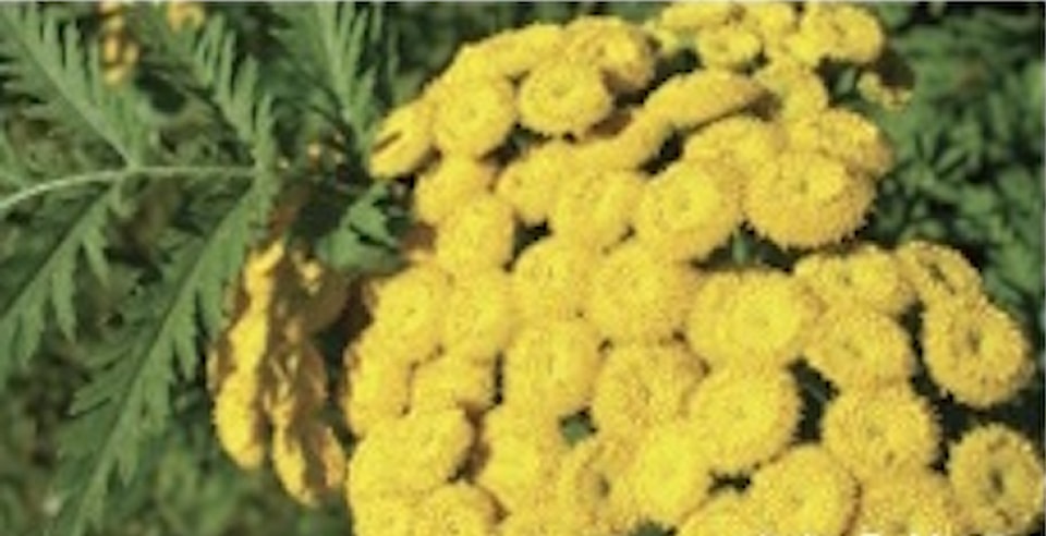 250507-cvr-invasive-plants-funding