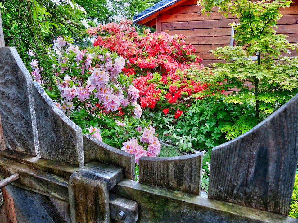250528-cvr-manadarin-light-irene-koster-azaleas