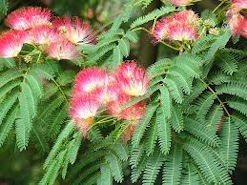 250528-spring-in-the-garden-silk-tree