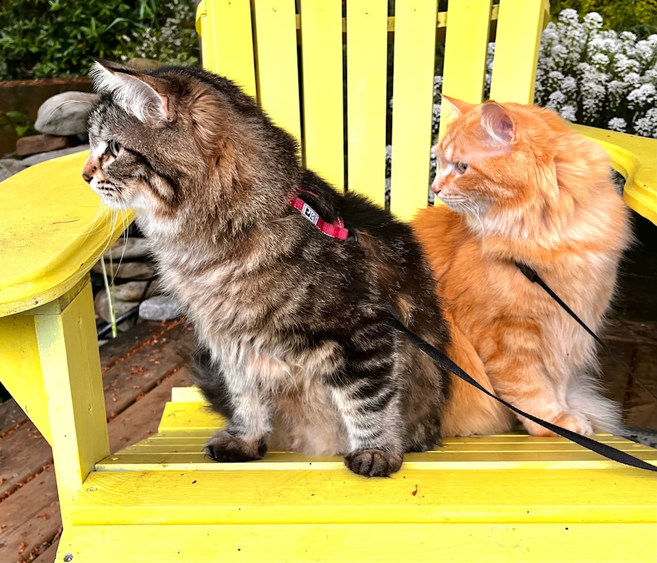 dora-and-tigger-img_1692