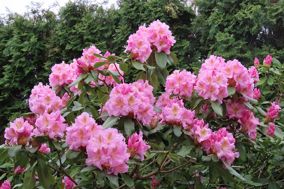 rhododendron-scintillation