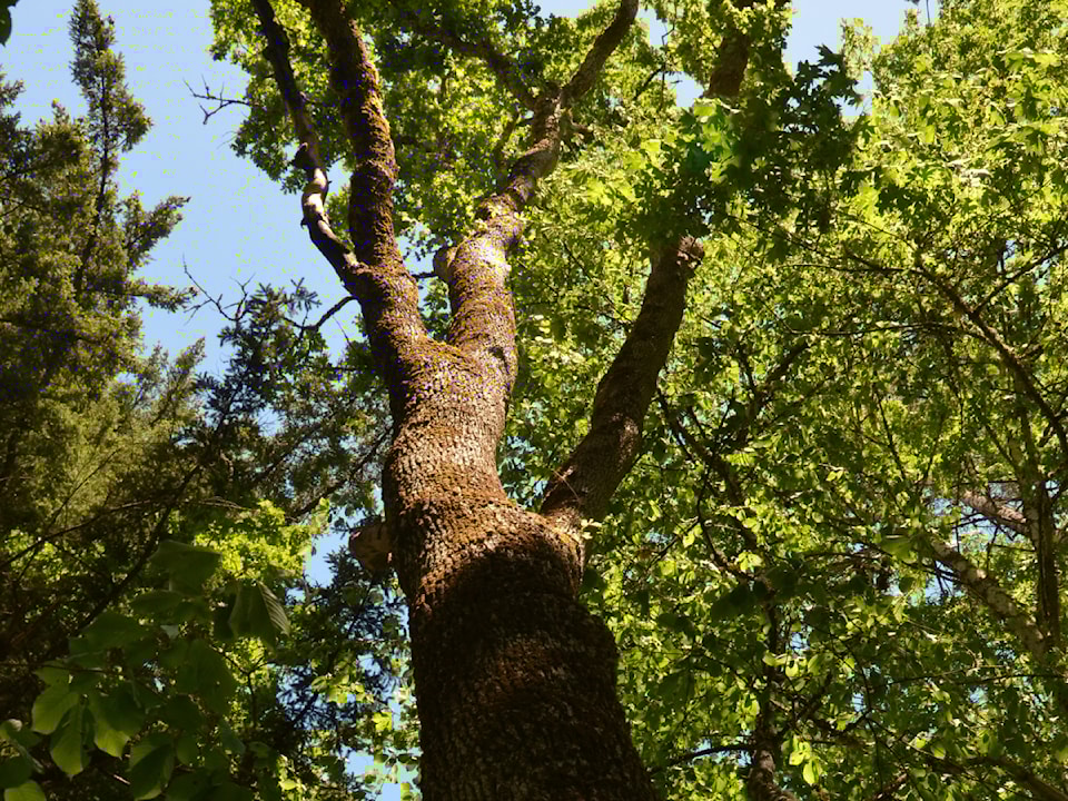 vanier-garry-oak-tree