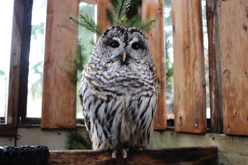 Barred Owl Marlowe has been with MARS since 2019, after he hit a window in Comox in the middle of the night. 