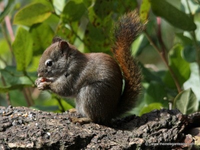 10557comox09squirrel