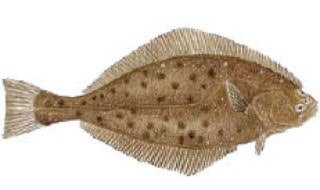 10936NewS.8.20110215125812.Halibut_20110216