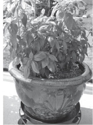 13183NewS.8.20101231100536.Duchess_20101231