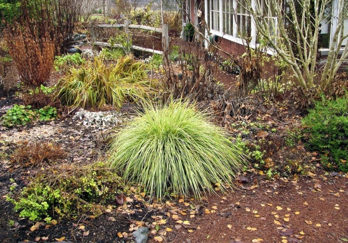 14645comox09duchess