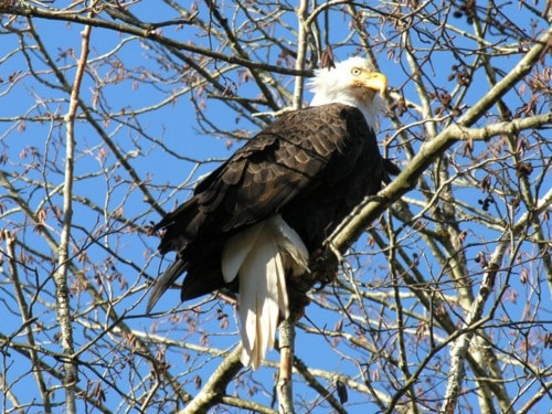 15317comox09eagle