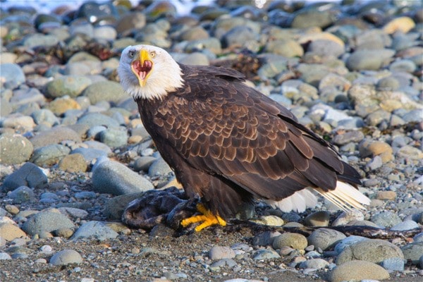 17533comox09eagle4x4cmyk