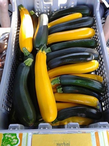 17935comox09SealBayZucchini