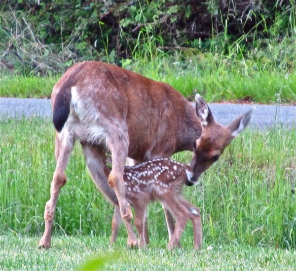 18021comox09deer1