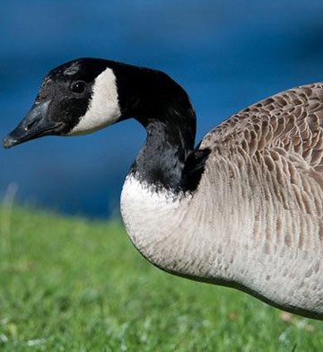 Canada goose vancouver hiring shop