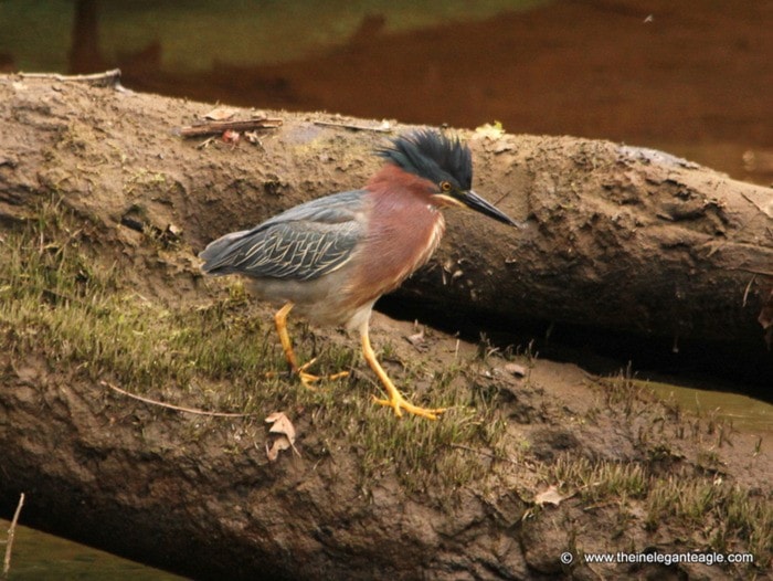 24178comox09heron