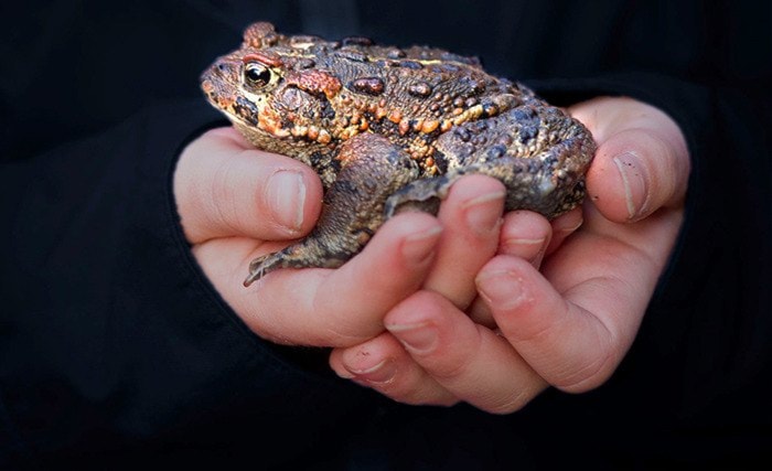 Little girl holding western toad