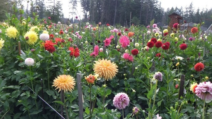 36222comox09dahlias