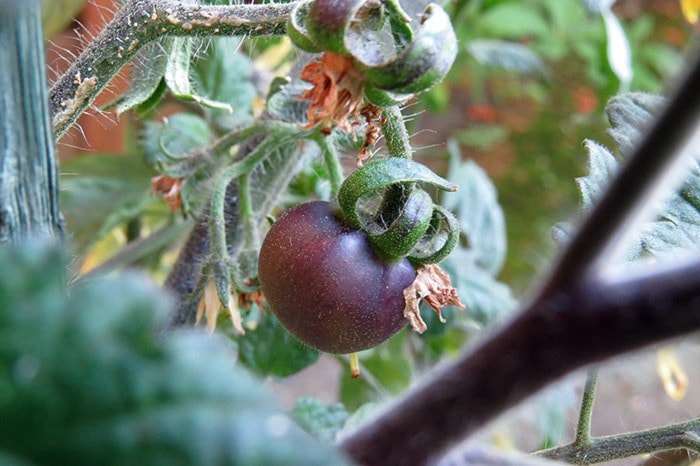 38722comox09FirstIndigoApplefruitongraftedtomatoplant.029