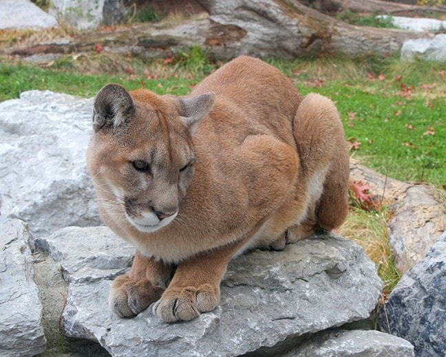 Cougar - Puma concolor