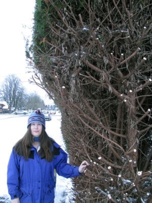 43109comox09hedge3x5