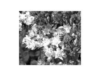47536NewS.8.20110127175748.Honeybees_20110128