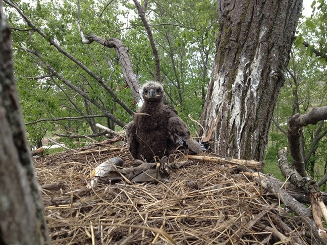 Bald Eagle eaglet May 24, 2013.