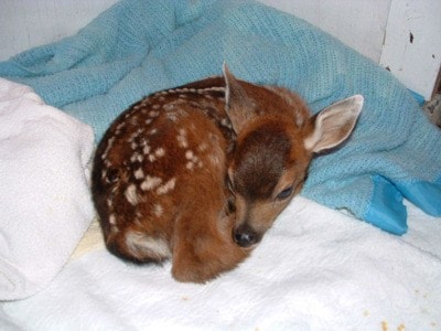 50273comox09Fawns