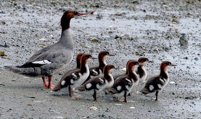 50718comox09mars-commonmerganser-MikeYipphoto