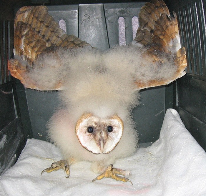MARS Moment: Barn owls 'fascinating' birds - Comox Valley Record