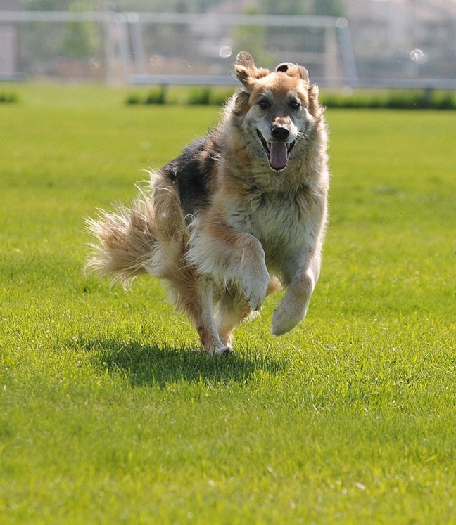 56655comox09doglicense