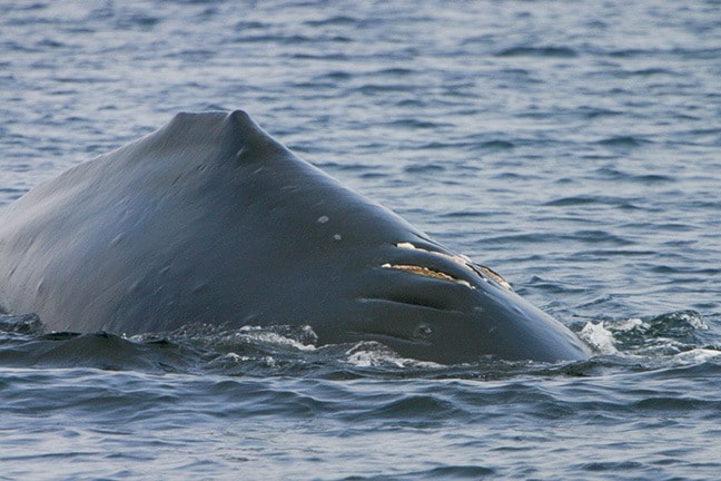 58583comox09Injuredhumpback