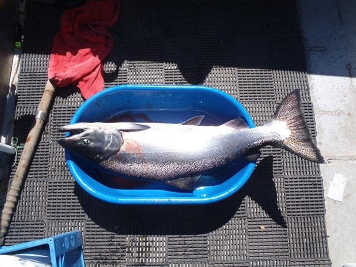 A chinook salmon caught drift fishing.